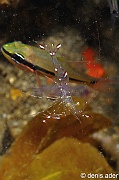 Urocaridella antonbruunii-Komodo BetheHem3-14m-20160803-Denis-ADER-DSC_9307_tn